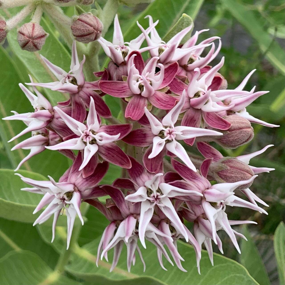 150 Showy Milkweed Asclepias Butterfly Weed Easy Grow Flower Seeds | www.seedsplantworld.com