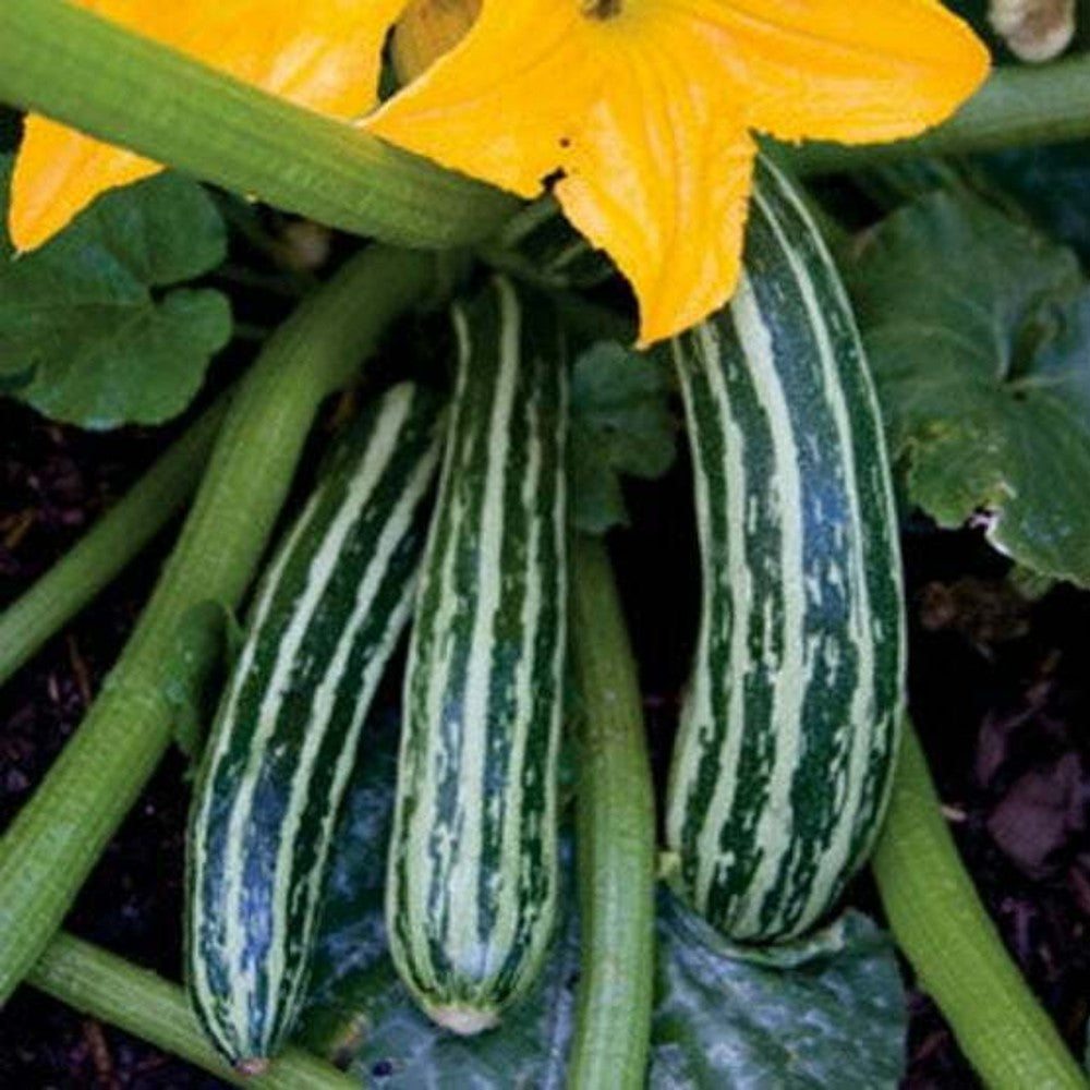 1 Ounce Cocozelle Zucchini Summer Squash NON-GMO Cocozella di Napoli Vegetable Seeds | www.seedsplantworld.com