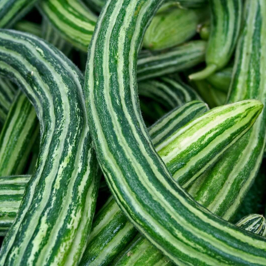 30 Armenian Yard Long Cucumber Metki Dark Green NON-GMO Fruit Seeds | www.seedsplantworld.com