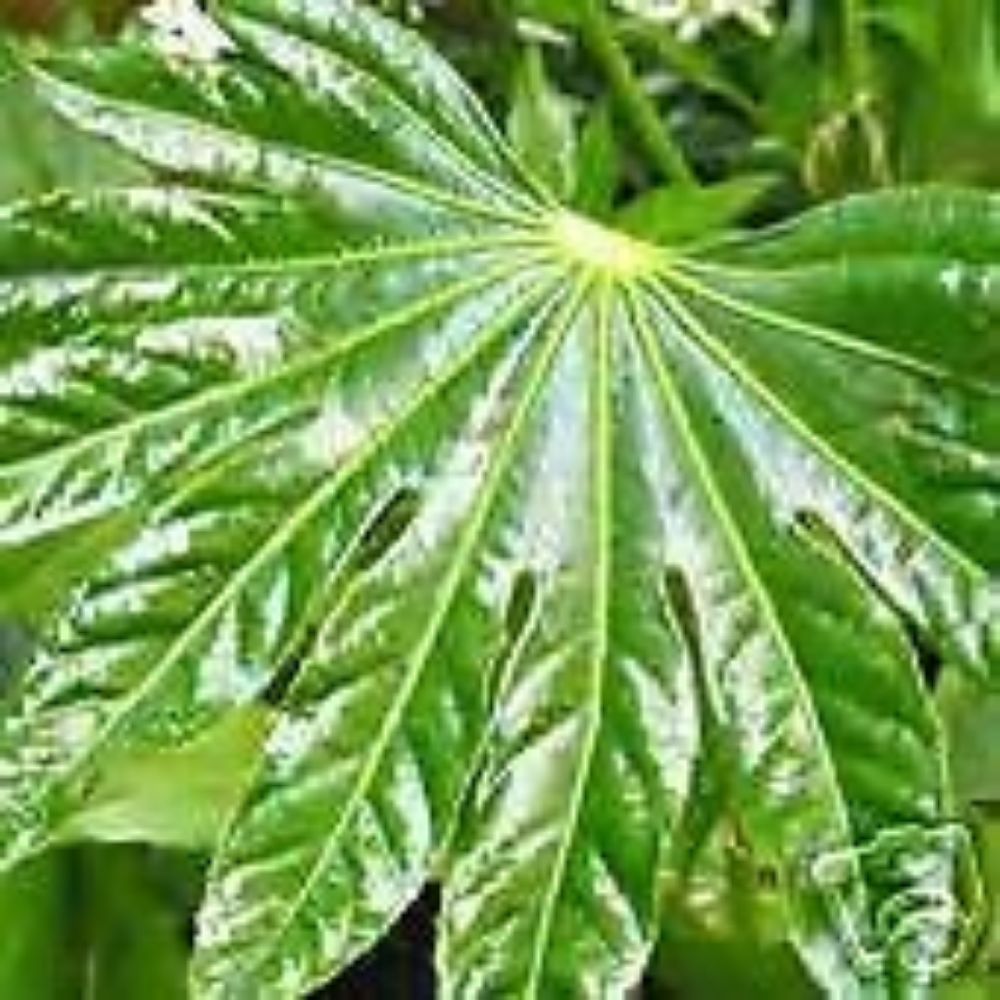 5 Fatsia Japonica Hardy Japanese Aralia Seeds For Planting | www.seedsplantworld.com