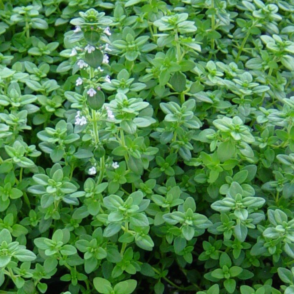 3500 Common Thyme Thymus Vulgaris NON-GMO Herb Seeds | www.seedsplantworld.com