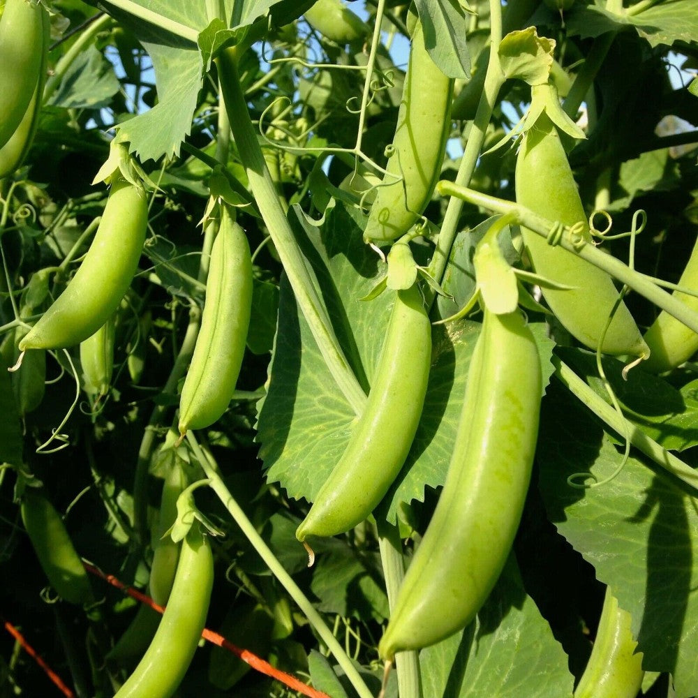 100 Cascadia Snap Pea Early and Compact Heirloom NON-GMO Vegetable Seeds | www.seedsplantworld.com