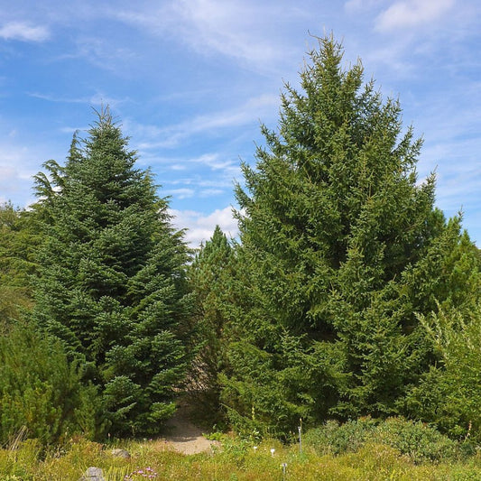 5 Abies Cephalonica Greek Fir Tree Seeds For Planting | www.seedsplantworld.com