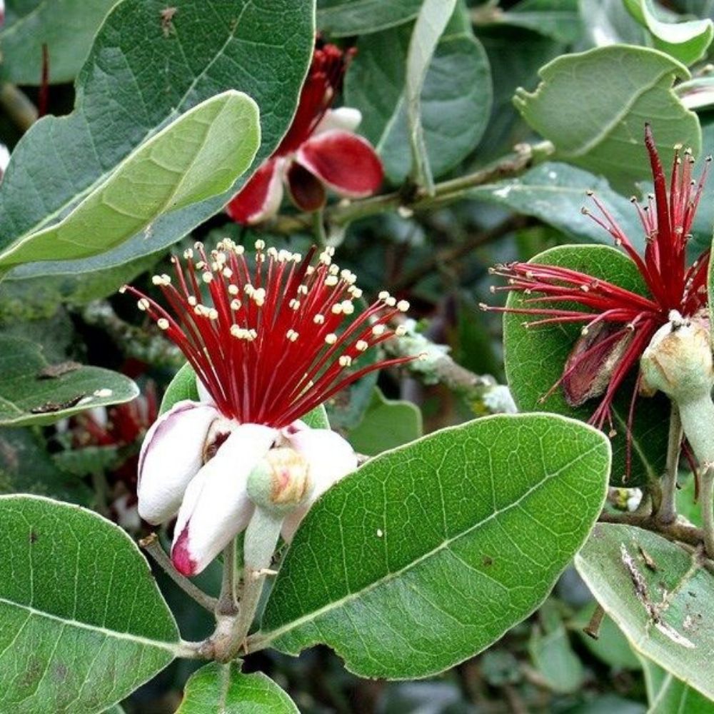 5 Feijoa Sellowana Hardy Pineapple Guava Tree Seeds For Planting | www.seedsplantworld.com