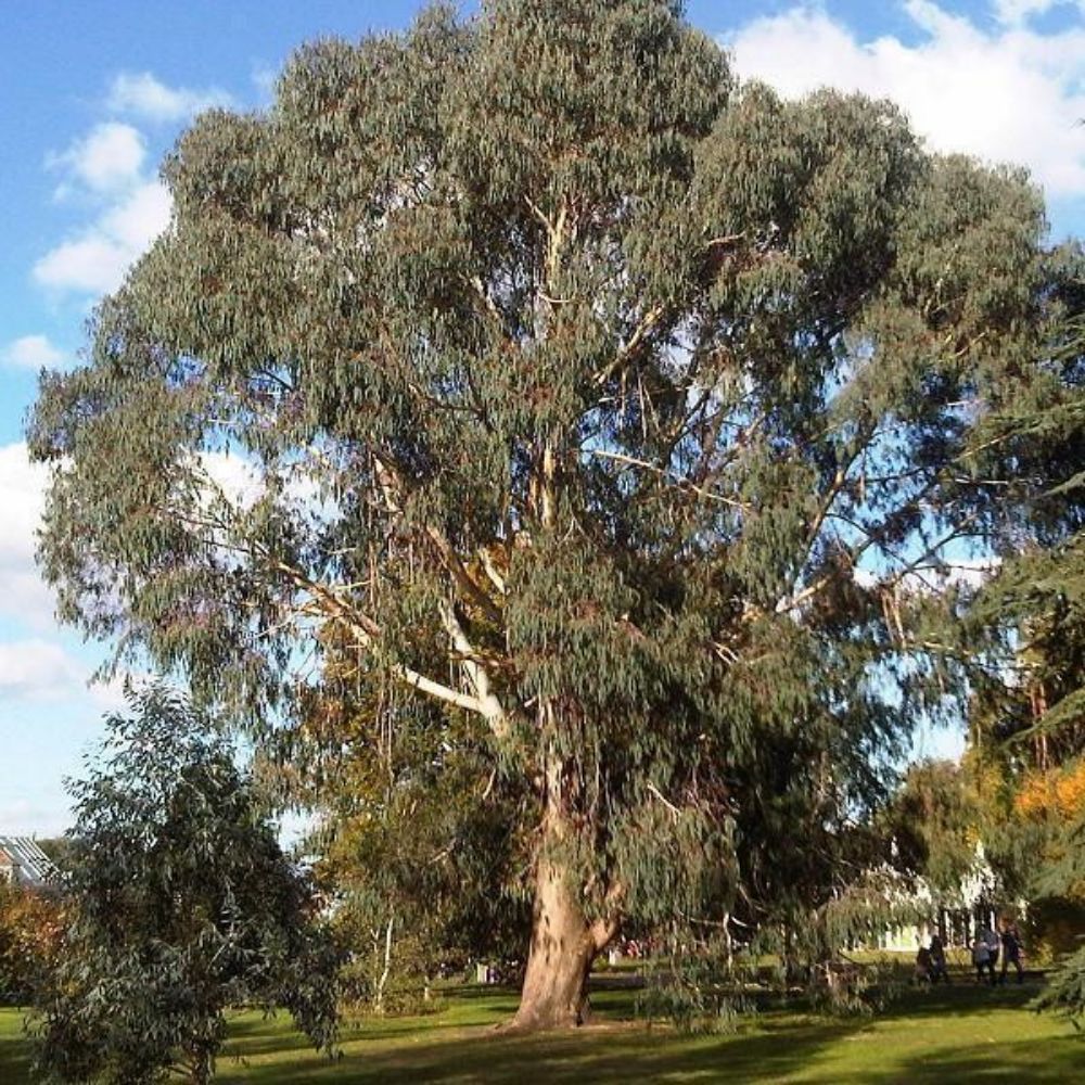 5 Eucalyptus Dalrympleana Mountain White Gum Tree Seeds For Planting | www.seedsplantworld.com