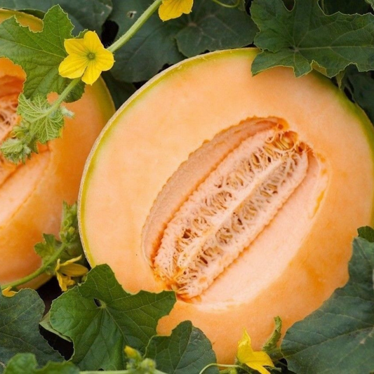 125 Delicious 51 Melon Cantaloupe NON-GMO Fruit Seeds | www.seedsplantworld.com