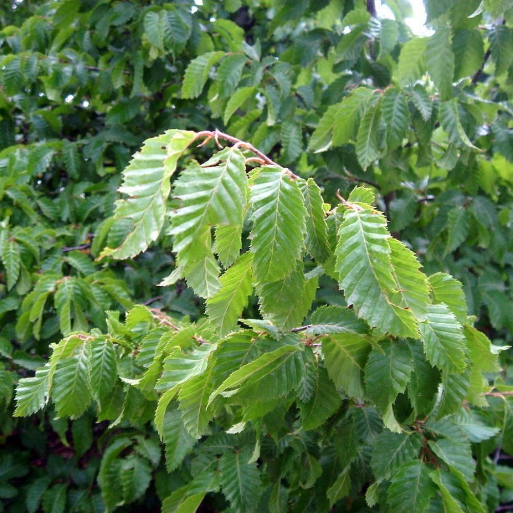 5 Carpinus Orientalis Oriental Hornbeam Tree Seeds For Planting | www.seedsplantworld.com