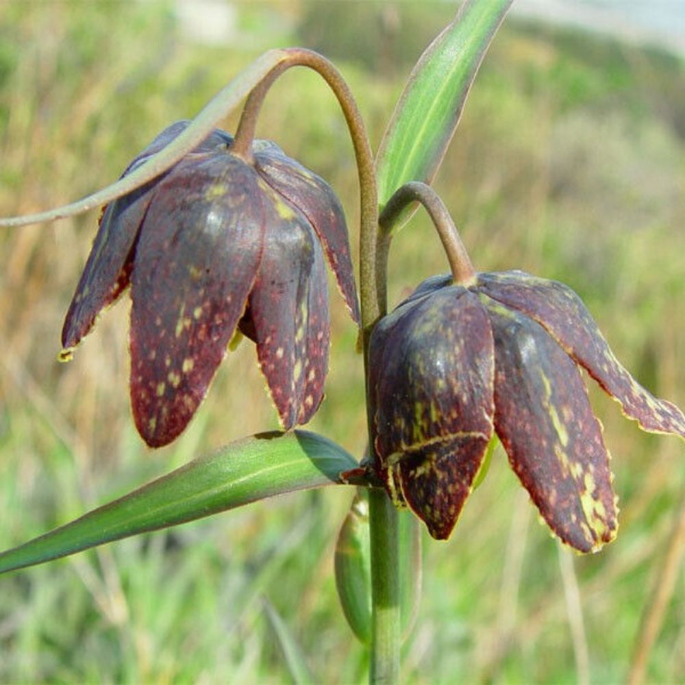 5 Fritillaria Affinis Checker Lily Seeds For Planting | www.seedsplantworld.com