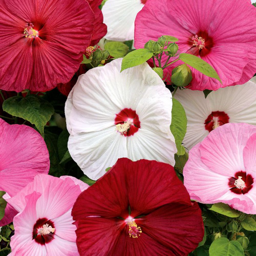 10 Hibiscus Moscheutos Giant Hardy Hibiscus Mix Seeds For Planting | www.seedsplantworld.com