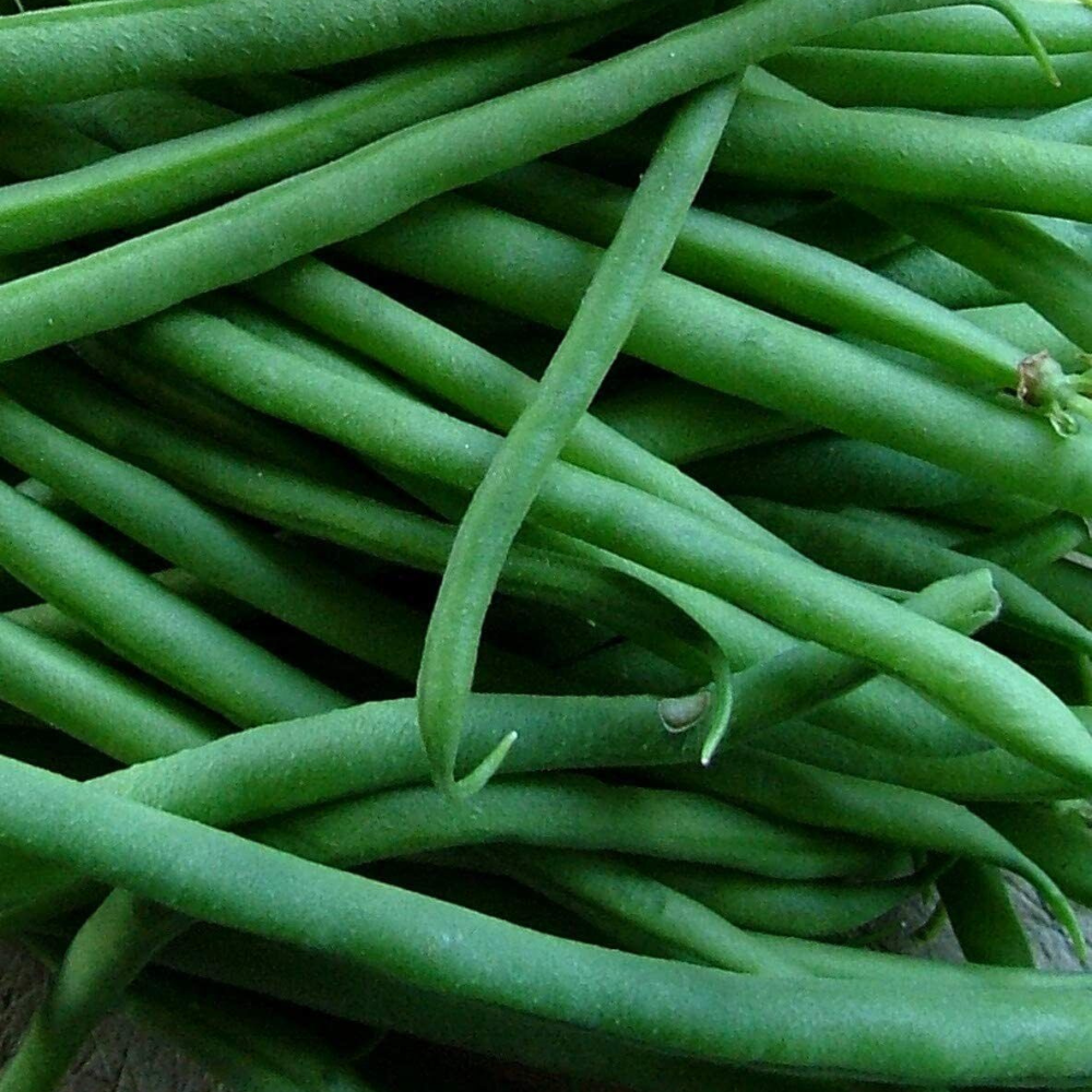 160 Jade Bush Green Bean Stringless NON-GMO Vegetable Seeds | www.seedsplantworld.com