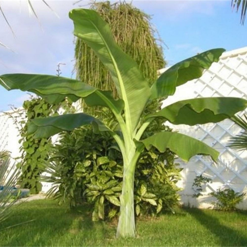 5 Ensete Glaucum Snow Banana Seeds For Planting | www.seedsplantworld.com