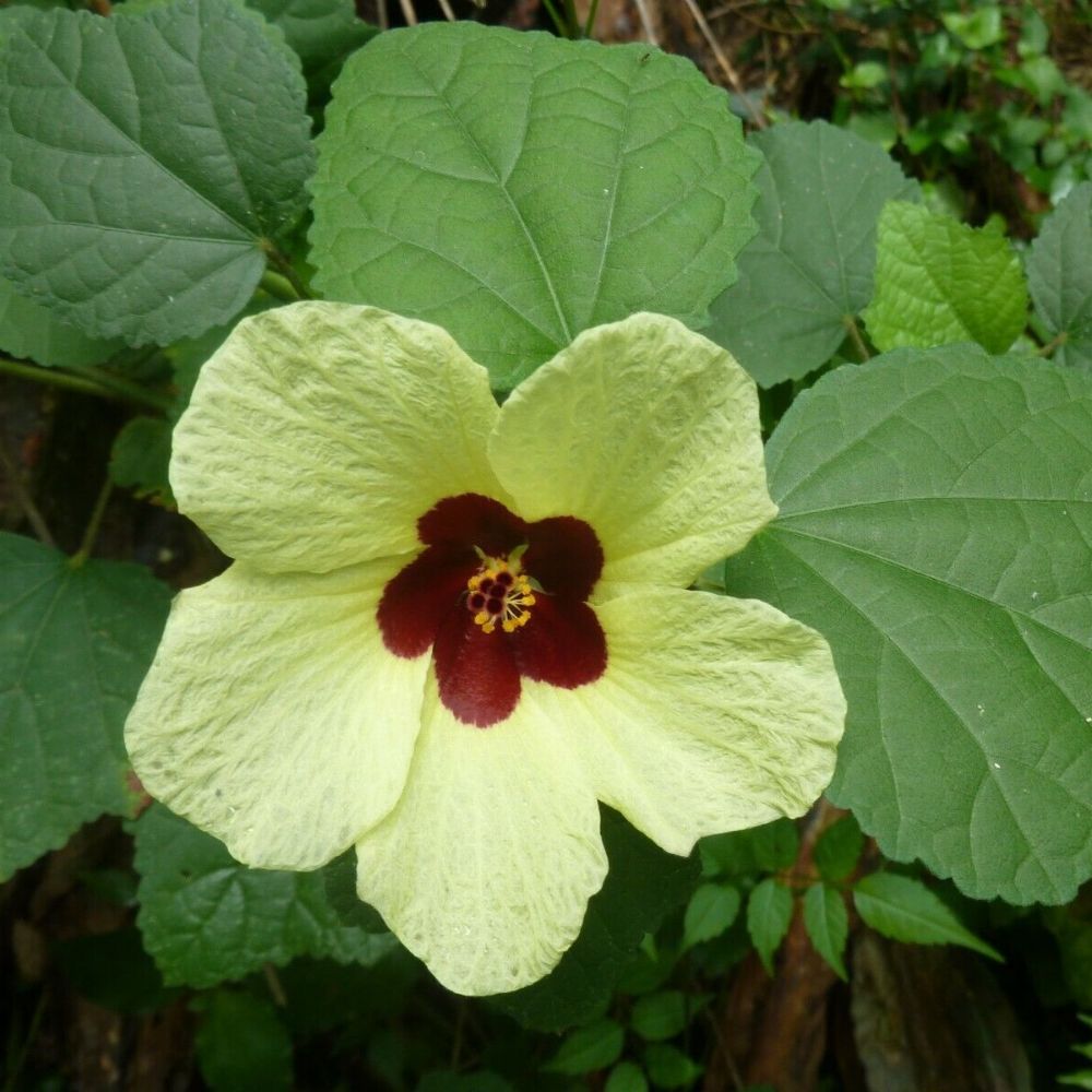 5 Hibiscus Calyphyllus Yellow Hibiscus Seeds For Planting | www.seedsplantworld.com