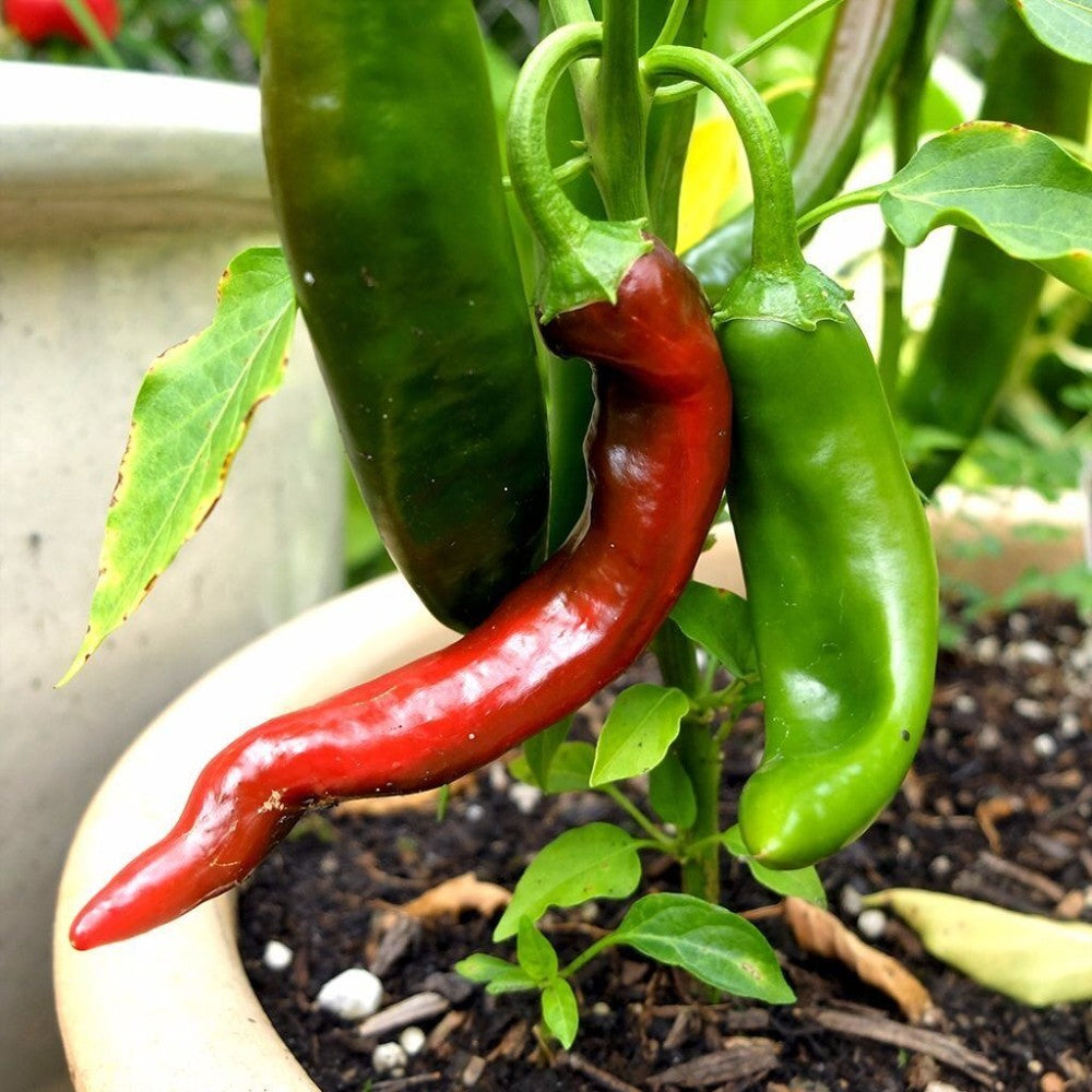 100 Guajillo Chili Pepper NON-GMO Mexican Cuisine Chile Enchilada Vegetable Seeds | www.seedsplantworld.com