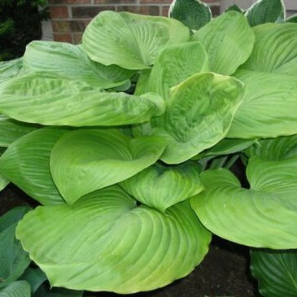 5 Hosta Sum And Substance Huge Leaves Seeds For Planting | www.seedsplantworld.com