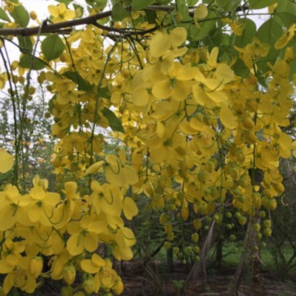 5 Cassia Fistula Golden Shower Tree Golden Yellow Flowers Seeds For Planting | www.seedsplantworld.com