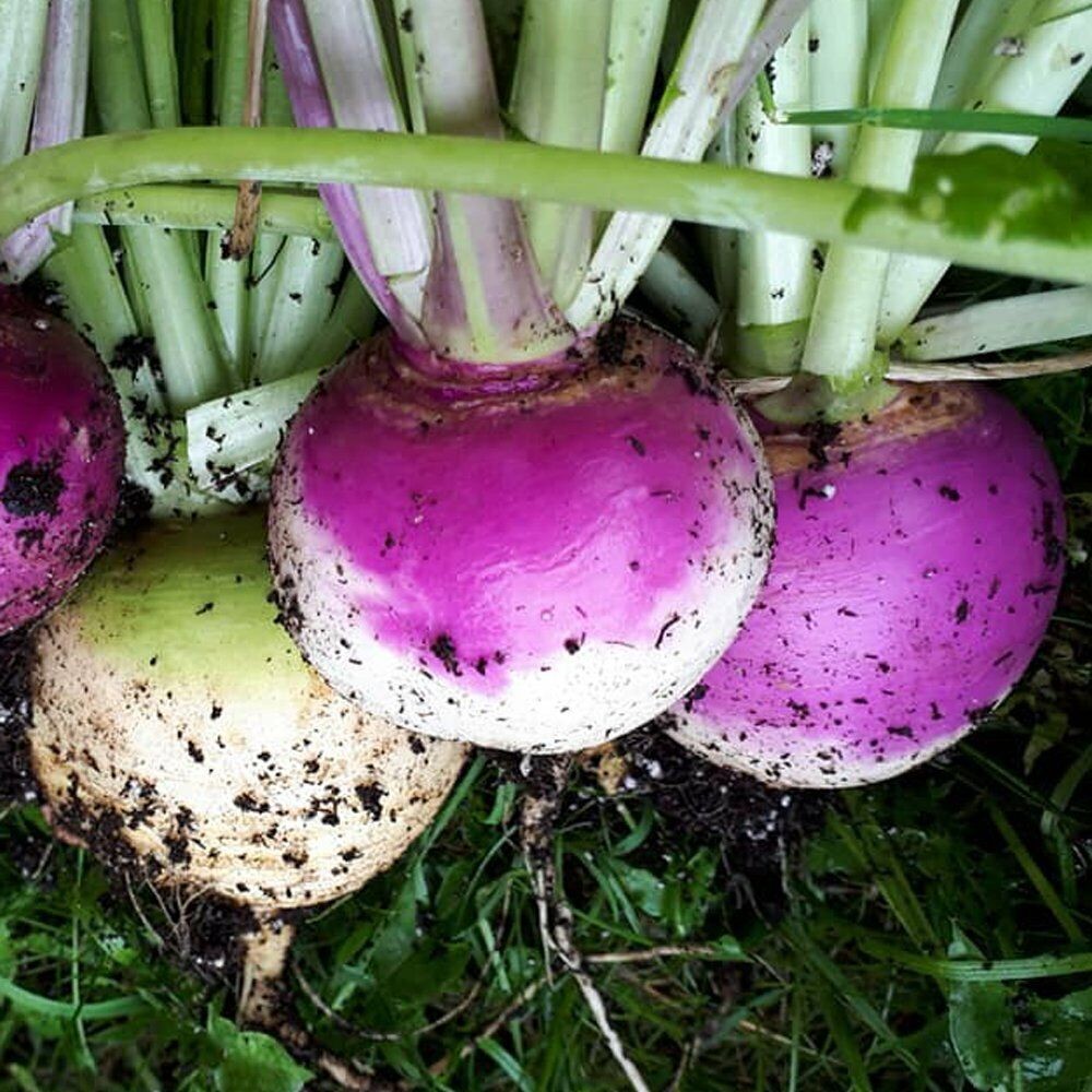 1 Ounce Purple Top White Globe Turnip NON-GMO Vegetable Seeds | www.seedsplantworld.com