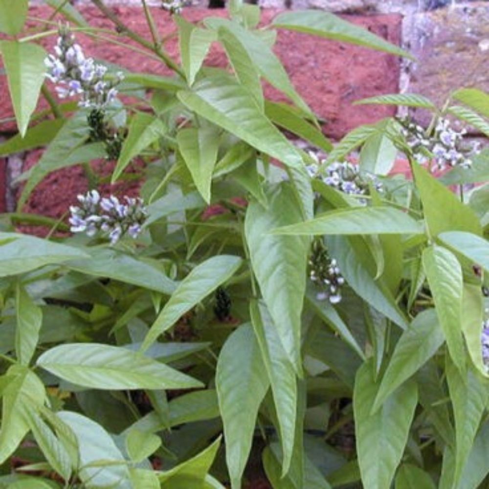 5 Psoralea Glandulosa Culen Herb Seeds For Planting | www.seedsplantworld.com