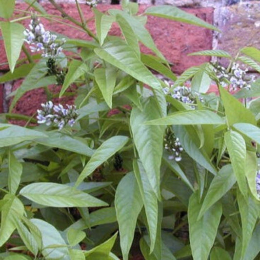 5 Psoralea Glandulosa Culen Herb Seeds For Planting | www.seedsplantworld.com