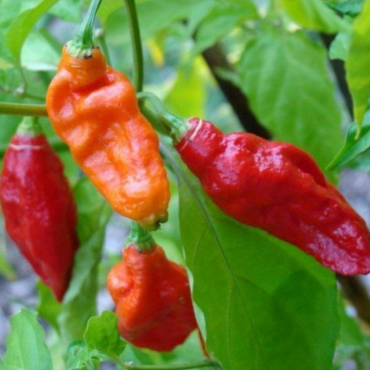 100 Ghost Pepper Bhut Jolokia Extremely Hot Pepper Vegetable Seeds | www.seedsplantworld.com