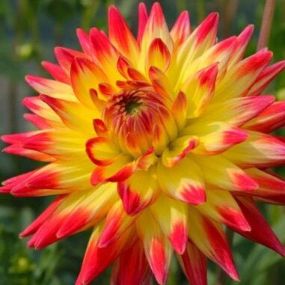 5 Dahlia Dinnerplate Cactus Type Mixed Hybrids Seeds For Planting | www.seedsplantworld.com