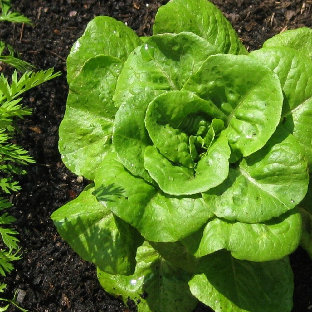 500 Bibb Lettuce Butterhead Limestone Lettuce NON-GMO Vegetable Seeds | www.seedsplantworld.com