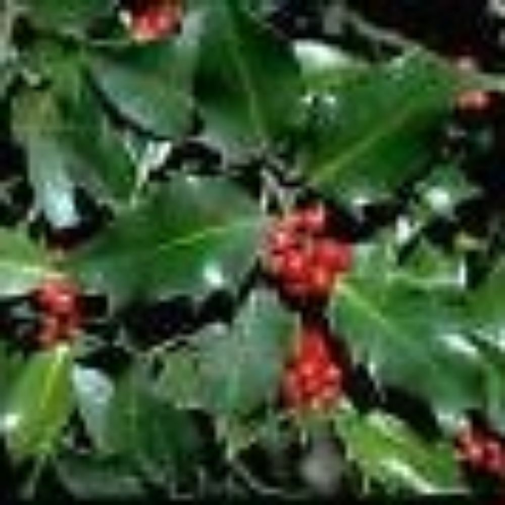 10 Ilex Aquifolium English Holly Seeds For Planting | www.seedsplantworld.com