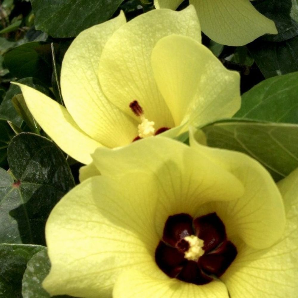 5 Bauhinia Tomentosa Yellow Tree Seeds For Planting | www.seedsplantworld.com