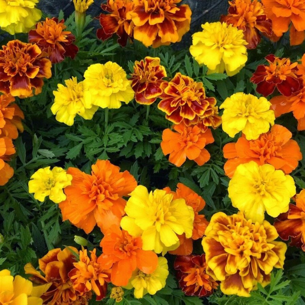 175 French Marigold Sparky Mix Beautiful Colors Garden Pest Deterrent Flower Seeds | www.seedsplantworld.com