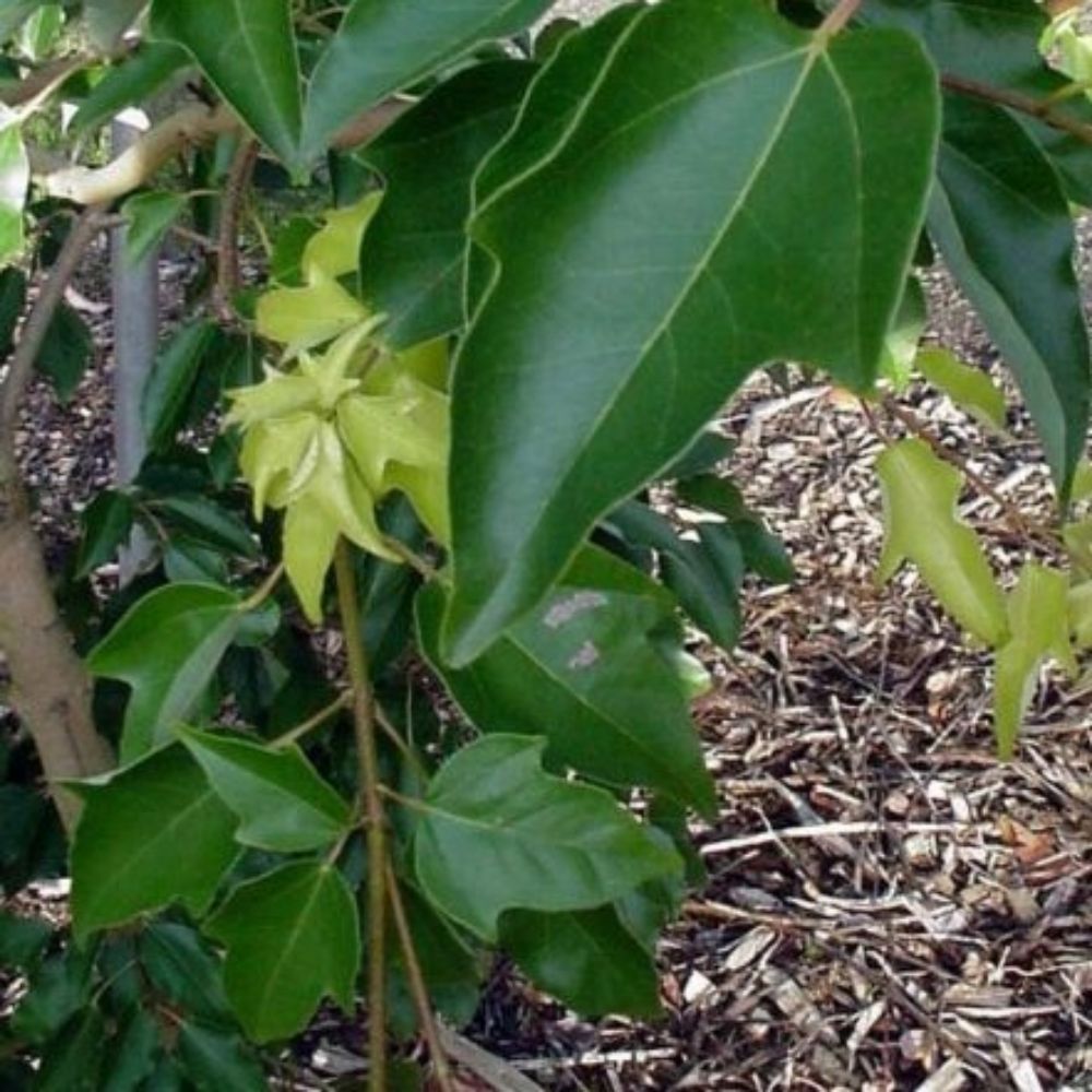 5 Acer Coriaecifolia Evergreen Maple Tree Seeds For Planting | www.seedsplantworld.com