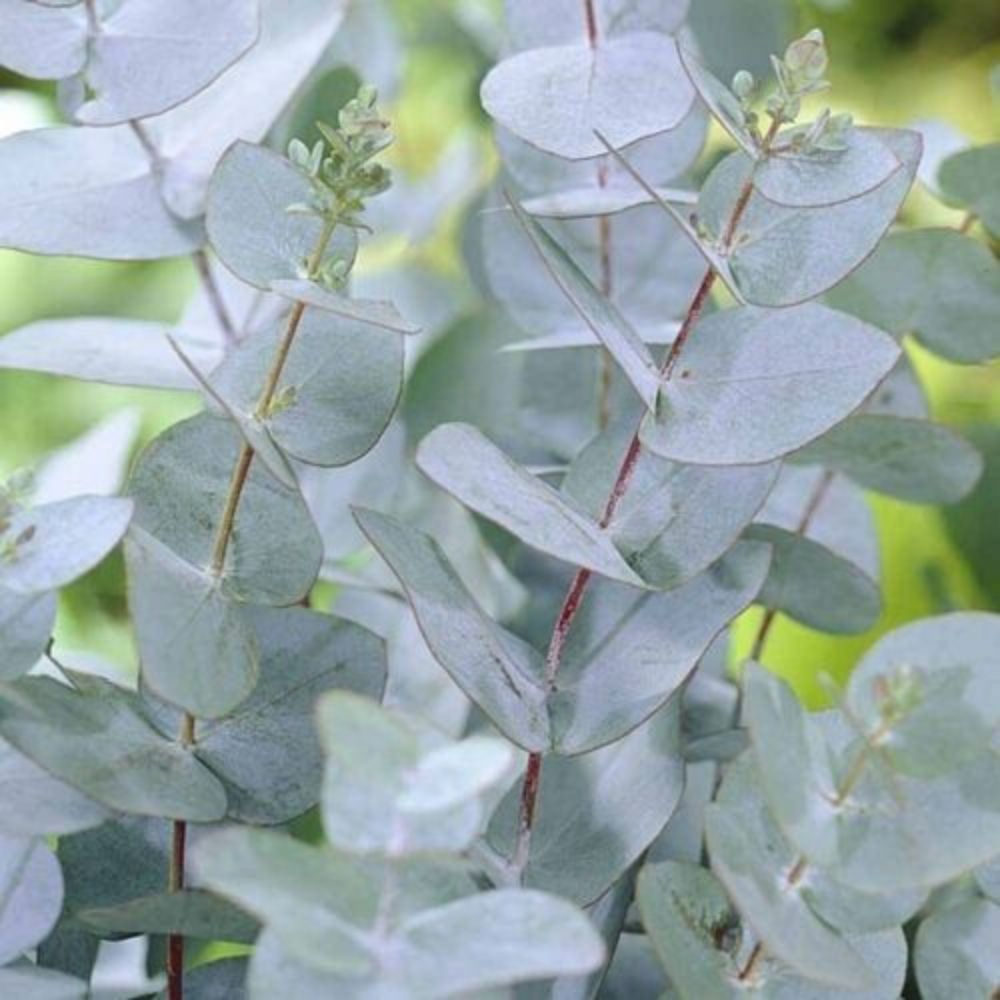 10 Eucalyptus Gunnii Cold Hardy Seeds For Planting | www.seedsplantworld.com