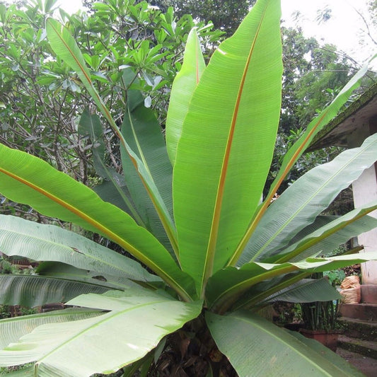 5 Ensete Superbum Cliff Banana Seeds For Planting | www.seedsplantworld.com