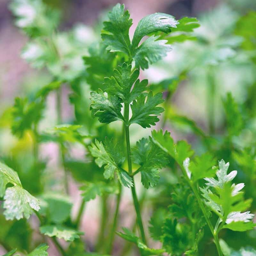 100 Cilantro (Split) Leisure Coriander Oriental & Mexican Cuisine Herb Seeds | www.seedsplantworld.com