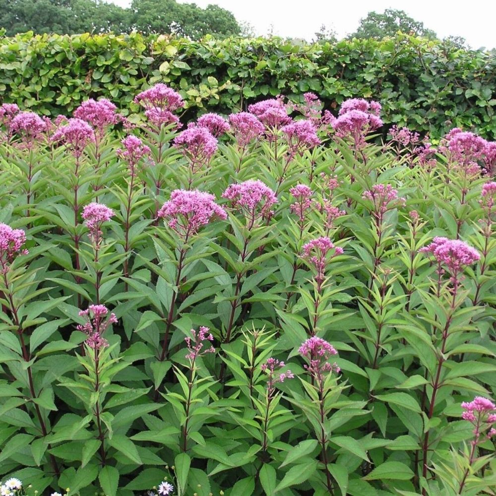 10 Eupatorium Syn Eutrochium Purpureum Sweet Joe Pye Weed Seeds For Planting | www.seedsplantworld.com