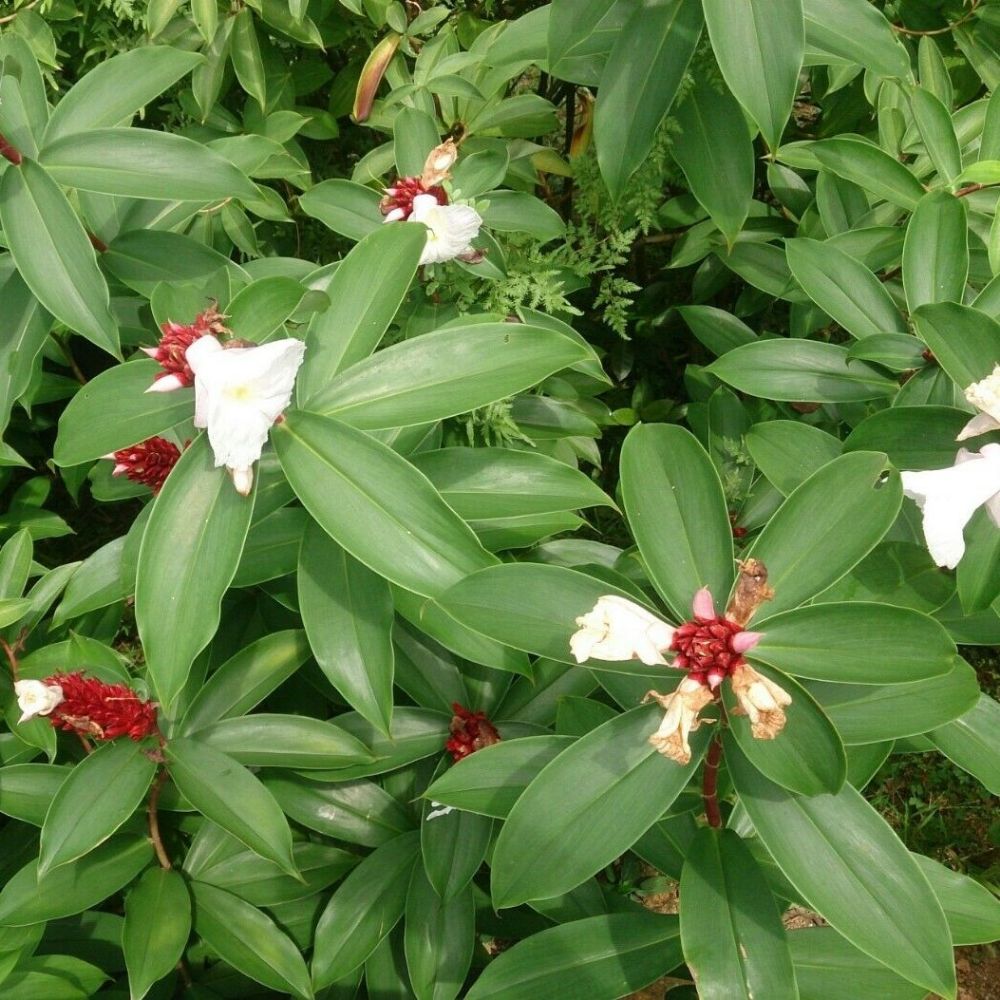 1 Costus Speciosus Spiral Ginger Plant For Planting | www.seedsplantworld.com