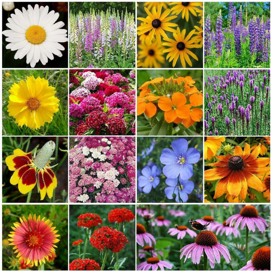 1/4 LB All Perennial Wildflower Mix 15 Species Flowers Seeds | www.seedsplantworld.com