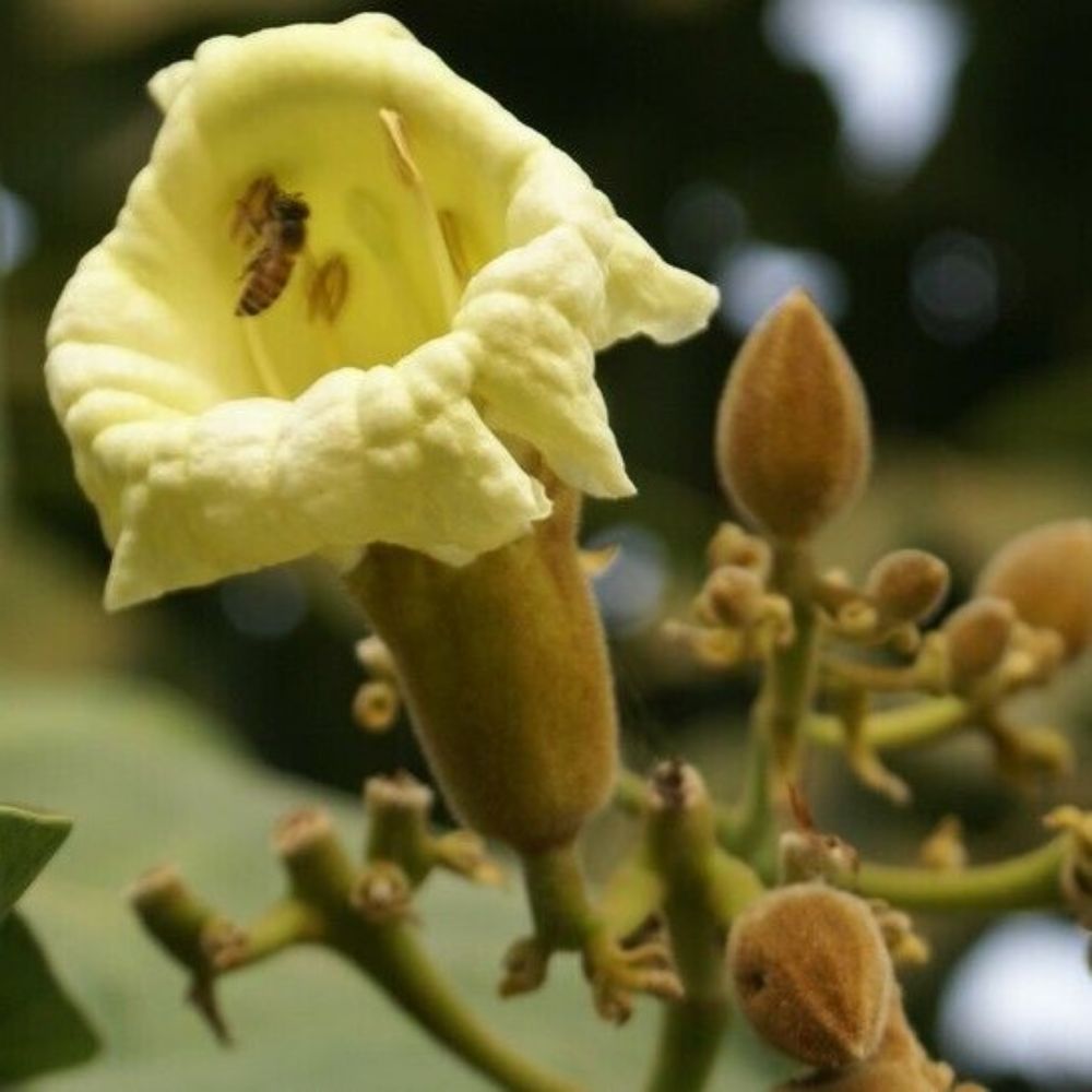 5 Fernandoa Syn Haplophragma Adenophylla Yellow Trumpet Tree Seeds For Planting | www.seedsplantworld.com