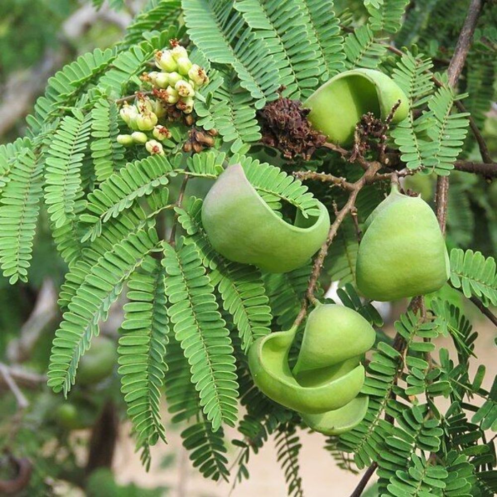 5 Caesalpinia Coriaria Unusual Tree Seeds For Planting | www.seedsplantworld.com