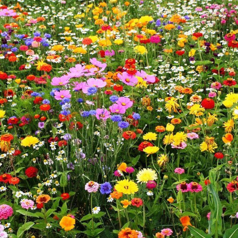 800 All Perennial Wildflower Mix 15 Species Flower Seeds | www.seedsplantworld.com