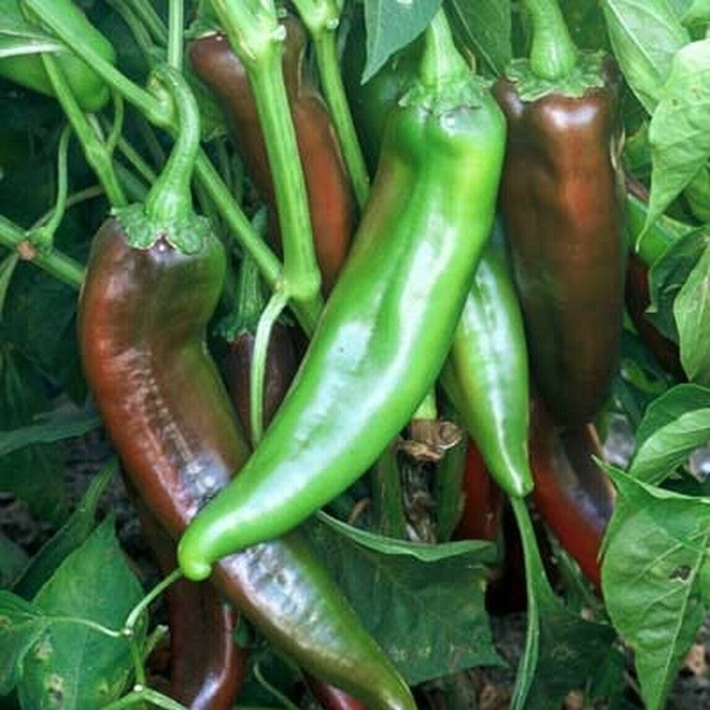 100 Joe E. Parker Chili Pepper NON-GMO Numex Chile Chiles Rellenos Vegetable Seeds | www.seedsplantworld.com