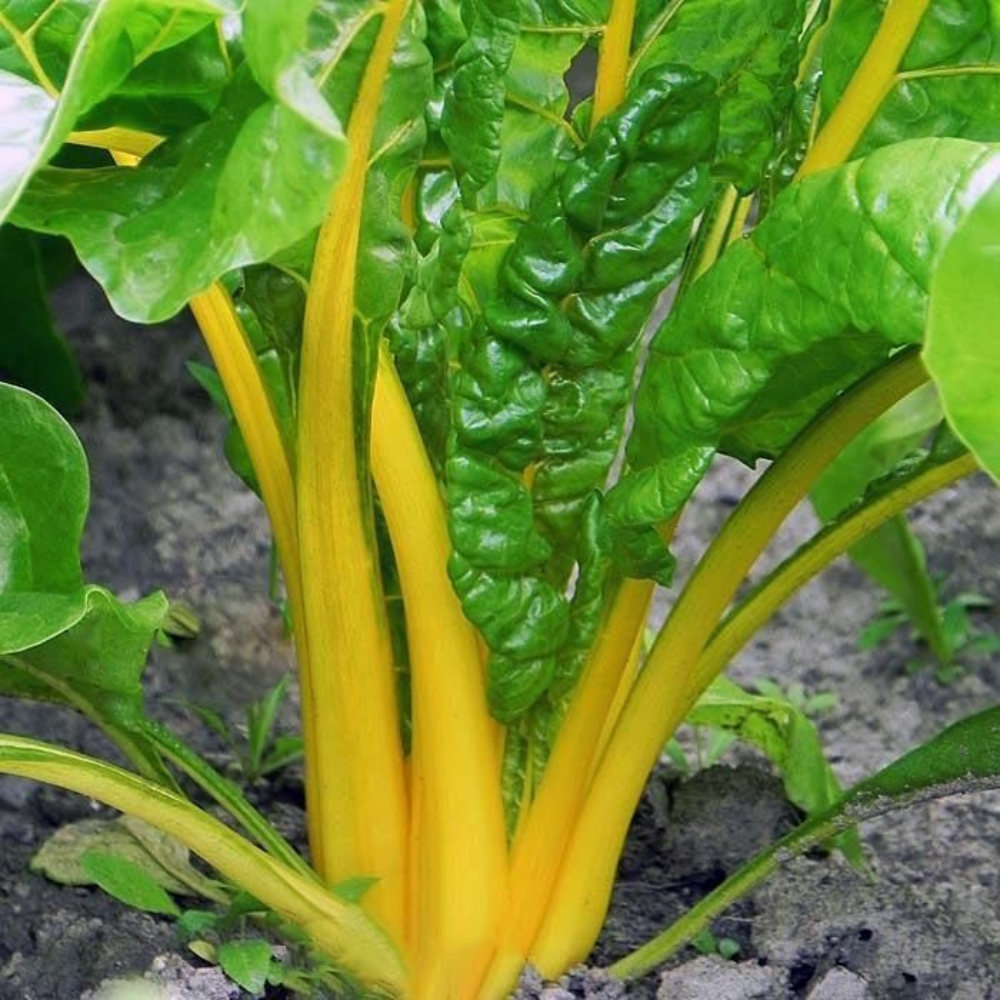 35 Canary Yellow Swiss Chard NON-GMO Colorful Salad Vegetable Seeds | www.seedsplantworld.com