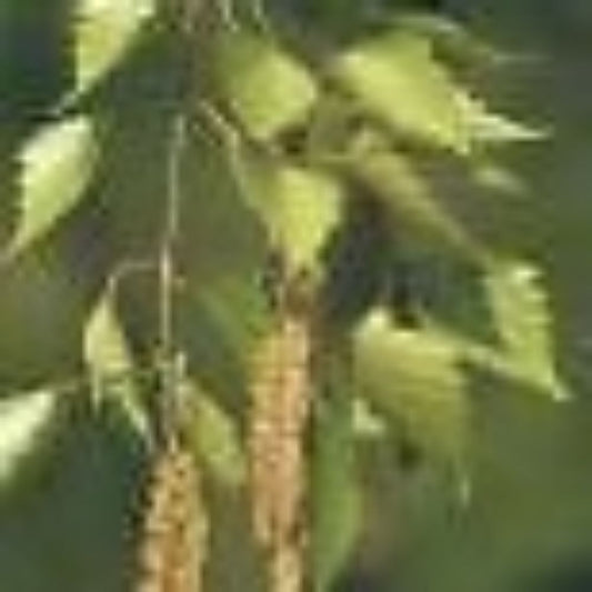 10 Betula Lenta Sweet Birch Tree Seeds For Planting | www.seedsplantworld.com