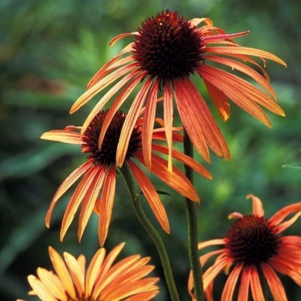 5 Echinacea Orange Meadowbrite Coneflower Seeds For Planting | www.seedsplantworld.com