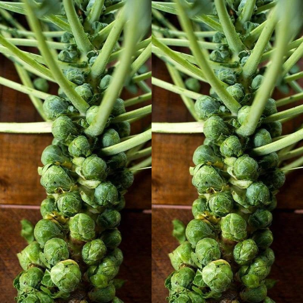 250 Catskill Brussels Sprouts NON-GMO Vegetable Seeds | www.seedsplantworld.com