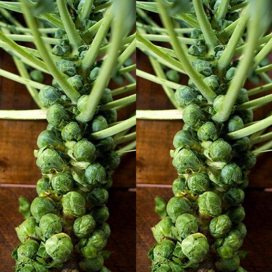 250 Catskill Brussels Sprouts NON-GMO Vegetable Seeds | www.seedsplantworld.com