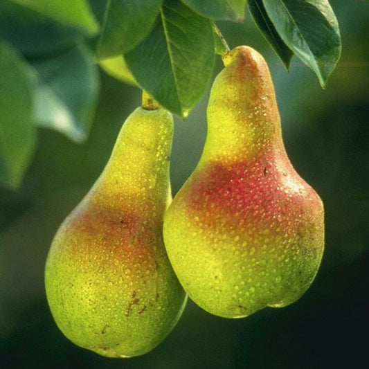 5 Pyrus Communis Bartlett Pear Tree Seeds For Planting | www.seedsplantworld.com