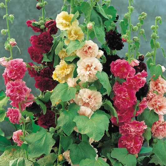 10 Alcea Rosea Summer Carnival Mixed Colors Seeds For Planting | www.seedsplantworld.com