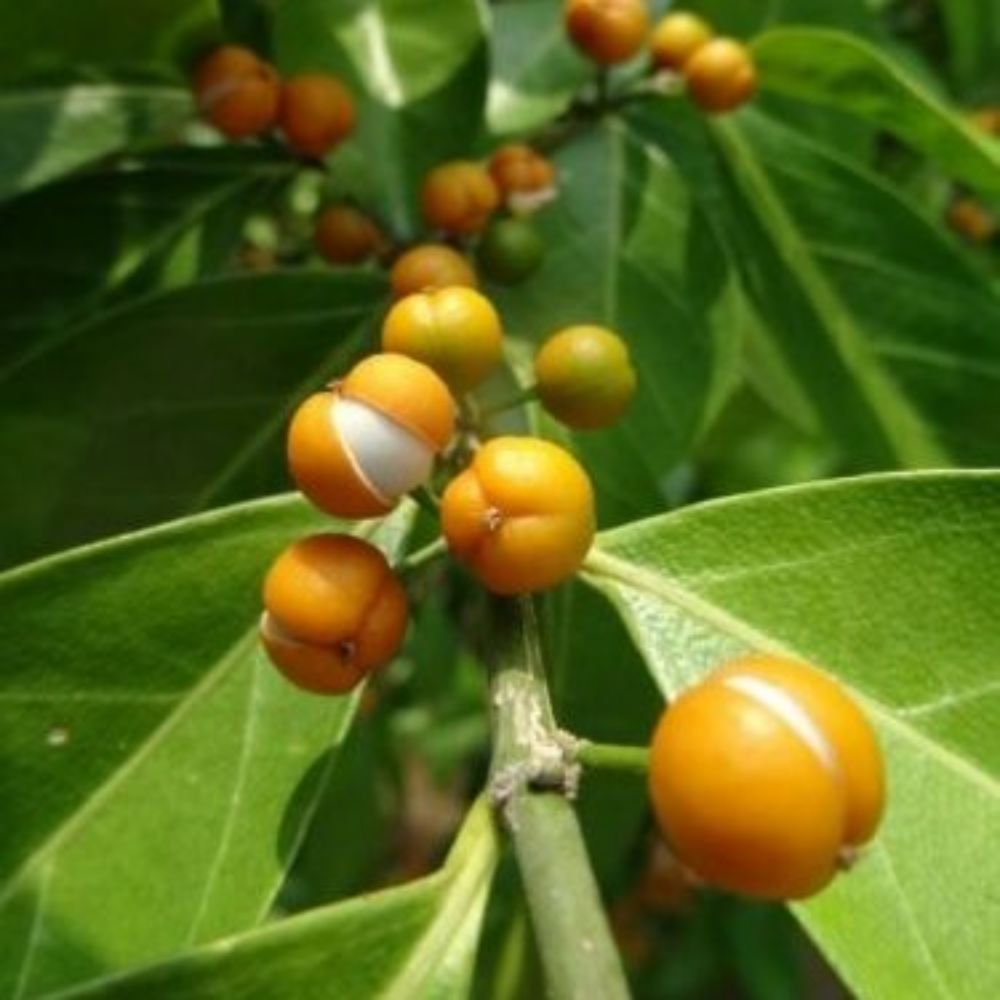 5 Suregada Multiflora False Lime Tree Seeds For Planting | www.seedsplantworld.com