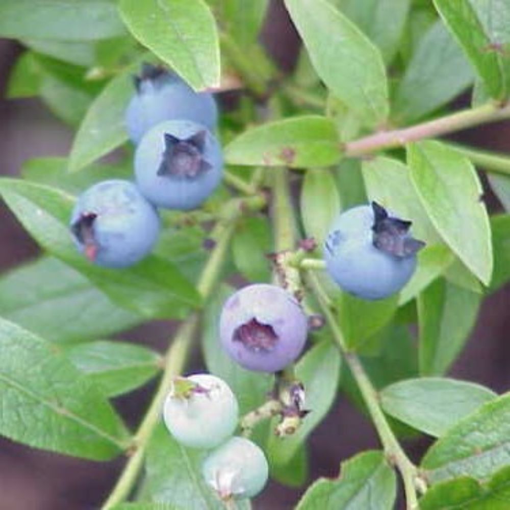 10 Vaccinium Angustifolium Lowbush Blueberry Shrub Seeds For Planting | www.seedsplantworld.com