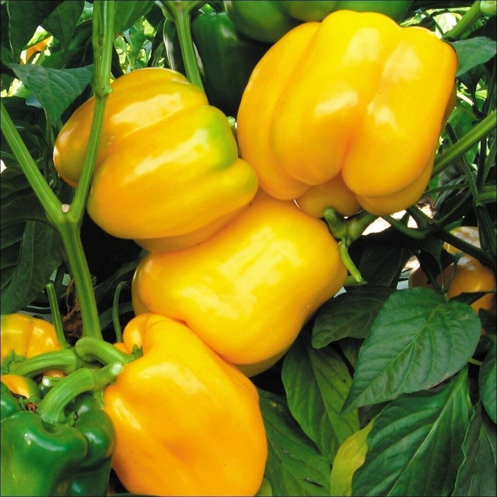 100 Canary Yellow Sweet Bell Pepper NON-GMO Heirloom Vegetable Seeds | www.seedsplantworld.com