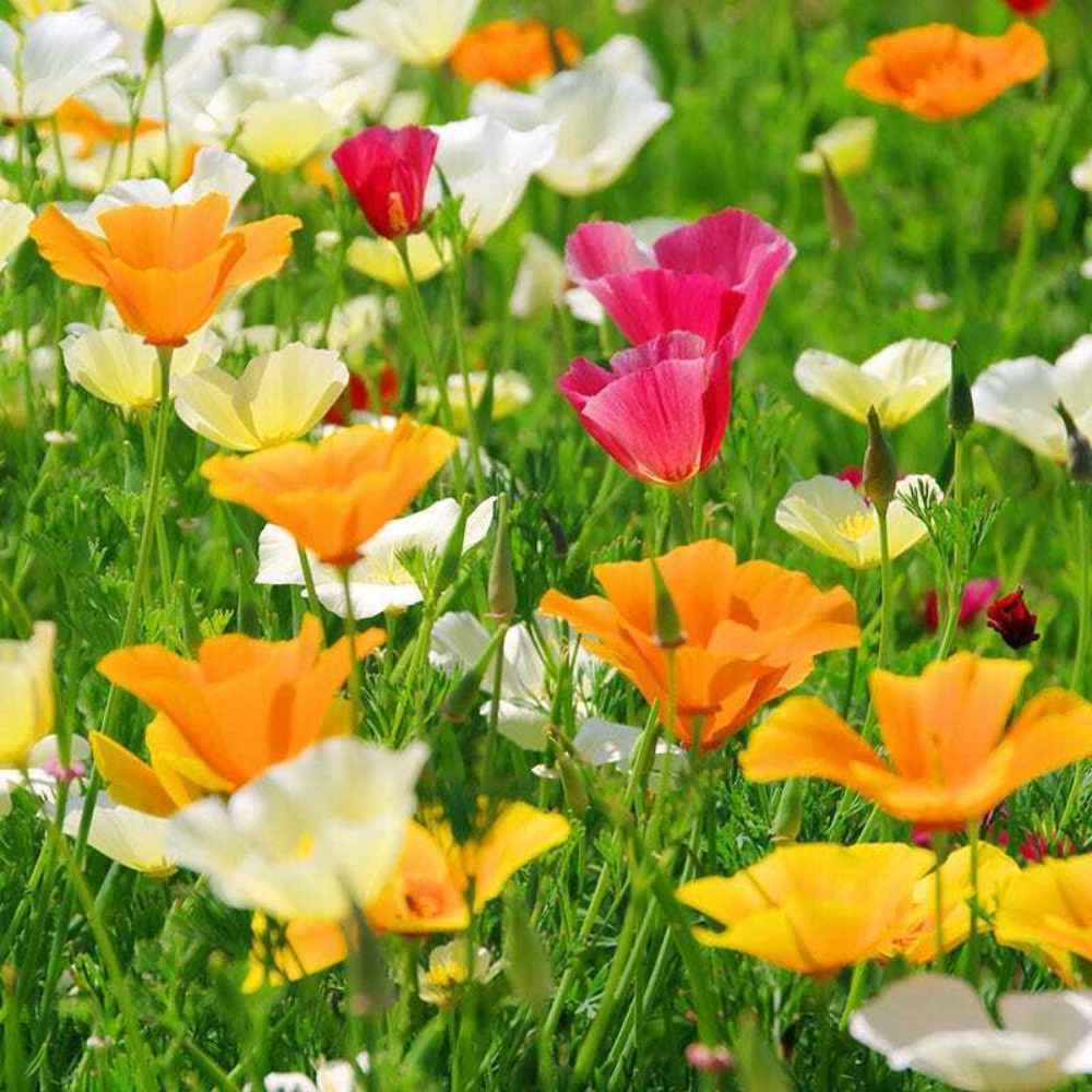 250 Or 1/2 Gram California Poppy Mix California Mix Flowers Seeds | www.seedsplantworld.com